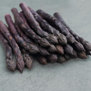 Compra ESPÁRRAGO ERASMUS Precisión - STQ (5.000 Semillas) en la tienda online Fito Agrícola