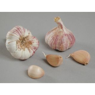 Compra AJO VIOLETA DE SIEMBRA GERMIDOUR 40/50 (500 gr.). en la tienda online Fito Agrícola