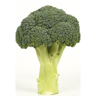 Compra BRÓCOLI SHARD F1 (10.000 Semillas) en la tienda online Fito Agrícola