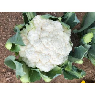 Compra COLIFLOR LUCEX F1 (2.500 Semillas) en la tienda online Fito Agrícola