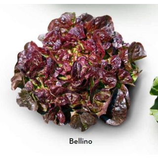 Compra LECHUGA BELLINO Pildorada (5.000 Semillas). en la tienda online Fito Agrícola