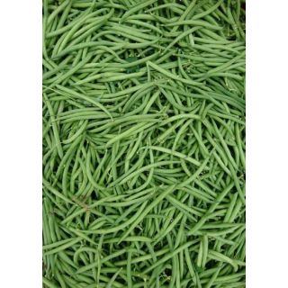 Compra JUDIA GAUDI (5 Kgr.). en la tienda online Fito Agrícola