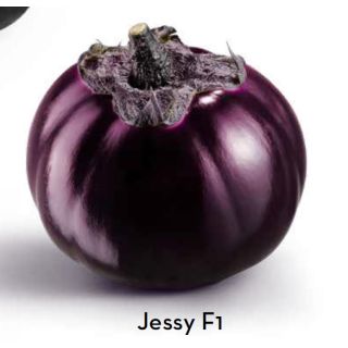 Compra BERENJENA JESSY F1 (1.000 Semillas) en la tienda online Fito Agrícola