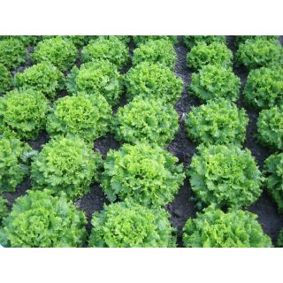 Compra LECHUGA MELVINE Pildorada (5.000 Semillas). en la tienda online Fito Agrícola