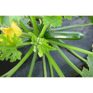 Compra CALABACÍN LADOGA F1 Precisión ECOLÓGICA (1.000 Semillas) en la tienda online Fito Agrícola