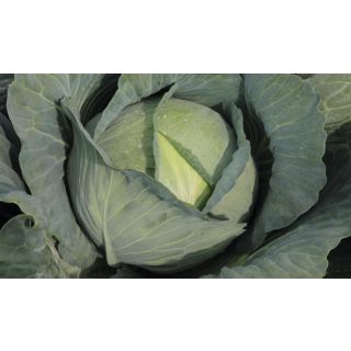 Compra COL TYPHOON F1 Precisión ECOLÓGICA (1.000 Semillas). en la tienda online Fito Agrícola