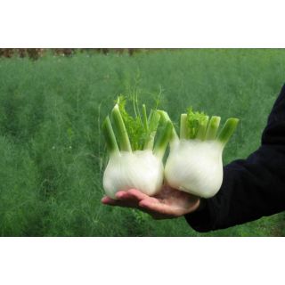 Compra HINOJO VICTORIO F1 Precision ECOLÓGICO (50.000 Semillas). en la tienda online Fito Agrícola