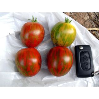 Compra TOMATE LINUXIS F1 (1.000 Semillas). en la tienda online Fito Agrícola