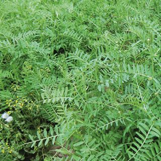 Compra VEZA VILLOSA VILLOTA R1 (25 Kgr.). en la tienda online Fito Agrícola