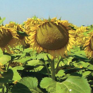 Compra GIRASOL PETENERA F1 (150.000 Semillas) en la tienda online Fito Agrícola