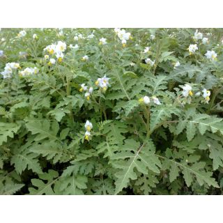 Compra ESPINA COLORADA PION (5 Kgr.). en la tienda online Fito Agrícola