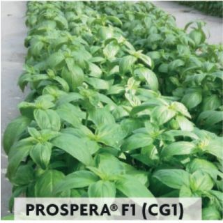 Compra ALBAHACA GENOVESA PARA CORTE PROSPERA F1 CG1 (25.000 Semillas) en la tienda online Fito Agrícola