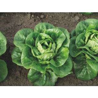 Compra LECHUGA ALANDALUS Pildorada (10.000 Semillas) en la tienda online Fito Agrícola