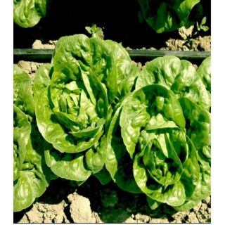 Compra LECHUGA ALATRISTE Pildorada (10.000 Semillas) en la tienda online Fito Agrícola