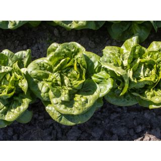 Compra LECHUGA ALCAZABA Pildorada (10.000 Semillas) en la tienda online Fito Agrícola