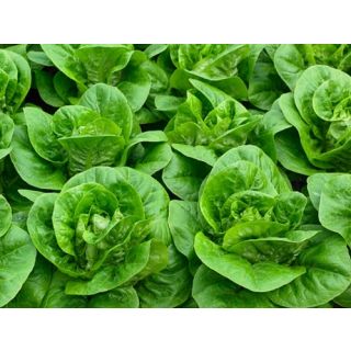 Compra LECHUGA ALJONA Pildorada (10.000 Semillas) en la tienda online Fito Agrícola