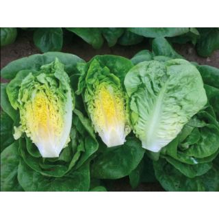 Compra LECHUGA ALMADRABA Pildorada (10.000 Semillas) en la tienda online Fito Agrícola