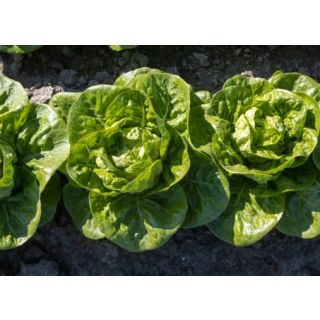 Compra LECHUGA ALSACIA Pildorada (10.000 Semillas) en la tienda online Fito Agrícola