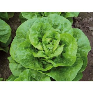 Compra LECHUGA AMIBLE Pildorada (10.000 Semillas) en la tienda online Fito Agrícola