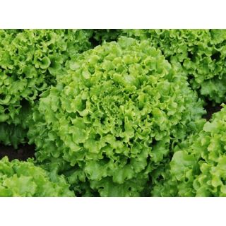 Compra LECHUGA CAIPIRA Pildorada (5.000 Semillas) en la tienda online Fito Agrícola