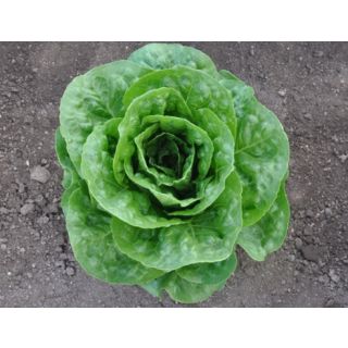 Compra LECHUGA DELCASO Pildorada (10.000 Semillas) en la tienda online Fito Agrícola