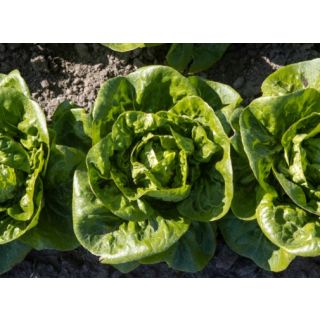 Compra LECHUGA ELIZIUM Pildorada (10.000 Semillas) en la tienda online Fito Agrícola