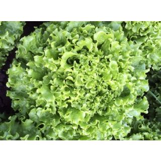 Compra LECHUGA FLEXILA Pildorada (5.000 Semillas) en la tienda online Fito Agrícola