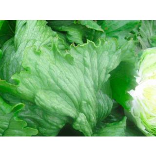 Compra LECHUGA GRECO Pildorada (10.000 Semillas) en la tienda online Fito Agrícola