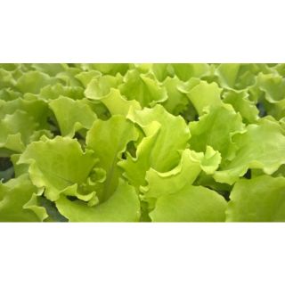 Compra LECHUGA IDOIA Pildorada (10.000 Semillas) en la tienda online Fito Agrícola