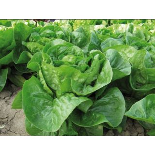 Compra LECHUGA KAIDU Pildorada (10.000 Semillas) en la tienda online Fito Agrícola