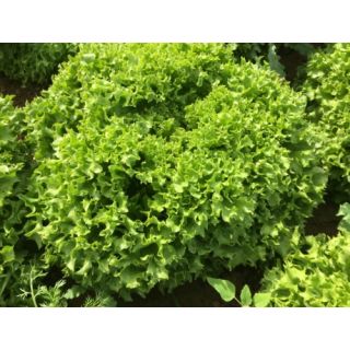 Compra LECHUGA LABIBA Pildorada (10.000 Semillas) en la tienda online Fito Agrícola