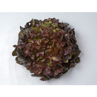 Compra LECHUGA MATHIX Pildorada (10.000 Semillas) en la tienda online Fito Agrícola