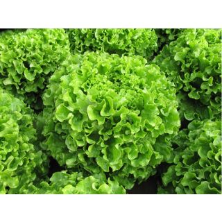 Compra LECHUGA MELINA Pildorada (10.000 Semillas) en la tienda online Fito Agrícola