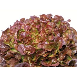 Compra LECHUGA OPALIX Pildorada (10.000 Semillas) en la tienda online Fito Agrícola