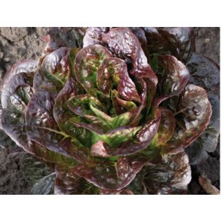 Compra LECHUGA OVIRED Pildorada (10.000 Semillas) en la tienda online Fito Agrícola