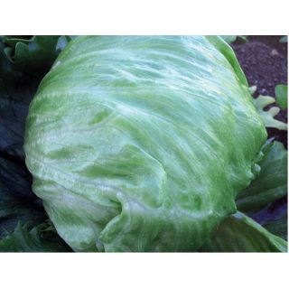 Compra LECHUGA PELAYO Pildorada (10.000 Semillas) en la tienda online Fito Agrícola