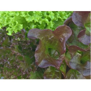 Compra LECHUGA ROSALYN Pildorada (10.000 Semillas) en la tienda online Fito Agrícola