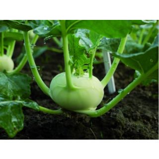 Compra COLIRRÁBANO VIKORA ECOLÓGICO F1 (5.000 Semillas) en la tienda online Fito Agrícola