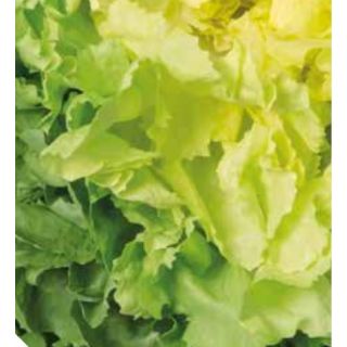 Compra ESCAROLA CUÁDRIGA Pildorada (10.000 Semillas) en la tienda online Fito Agrícola