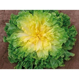 Compra ESCAROLA CUARTANA Pildorada (10.000 Semillas) en la tienda online Fito Agrícola