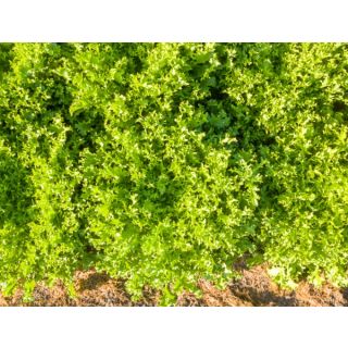 Compra ESCAROLA MYRNA ECOLÓGICA Pildorada (10.000 Semillas) en la tienda online Fito Agrícola