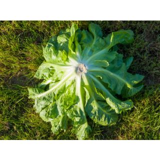 Compra ESCAROLA PARMANCE Pildorada (10.000 Semillas) en la tienda online Fito Agrícola