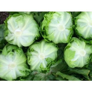 Compra LECHUGA BUDA ECOLÓGICA Pildorada (10.000 Semillas) en la tienda online Fito Agrícola