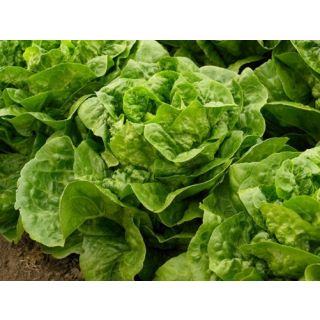 Compra LECHUGA KHAN ECOLÓGICA Pildorada (10.000 Semillas) en la tienda online Fito Agrícola