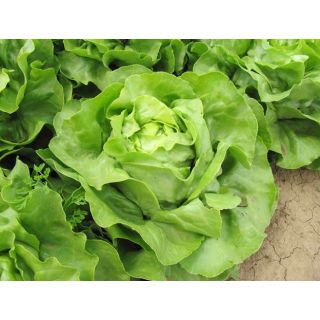 Compra LECHUGA KRAKEN Pildorada (10.000 Semillas) en la tienda online Fito Agrícola