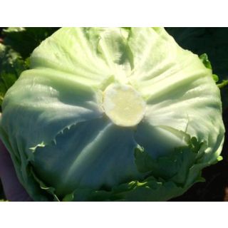 Compra LECHUGA KRAVITZ ECOLÓGICA Pildorada (10.000 Semillas) en la tienda online Fito Agrícola