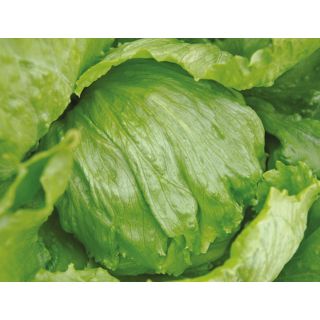 Compra LECHUGA PIKUA Pildorada (10.000 Semillas) en la tienda online Fito Agrícola