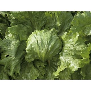 Compra LECHUGA SAULA Pildorada (10.000 Semillas) en la tienda online Fito Agrícola