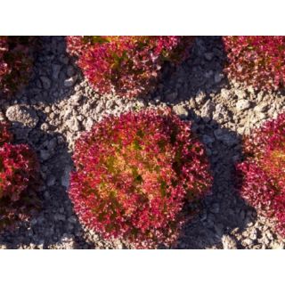 Compra LECHUGA TUSKA Pildorada (10.000 Semillas) en la tienda online Fito Agrícola