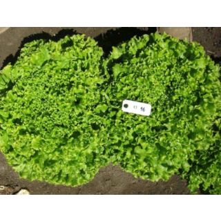 Compra LECHUGA VAIDOSA Pildorada (10.000 Semillas) en la tienda online Fito Agrícola